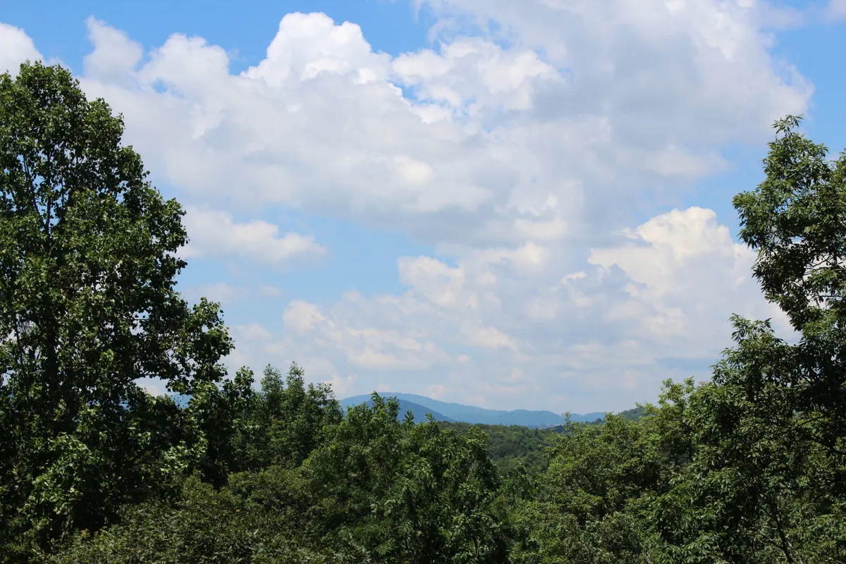 A sweeping view over lush green trees toward distant mountains beneath a cloudy blue sky. This natural vista captures the beauty of the High Country, inviting families to hike, explore, and savor the outdoors.